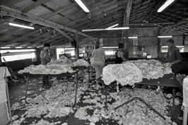 Steam Plains Shearing 022745  © Claire Parks Photography 